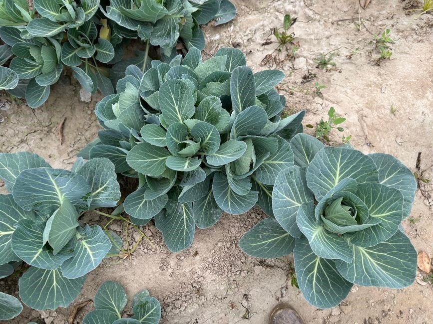 planting guide zone 6b